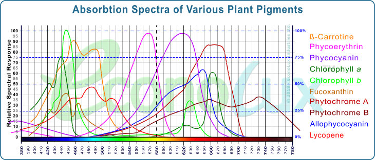 Absorption peaks of the major photosensitive substances in plants 