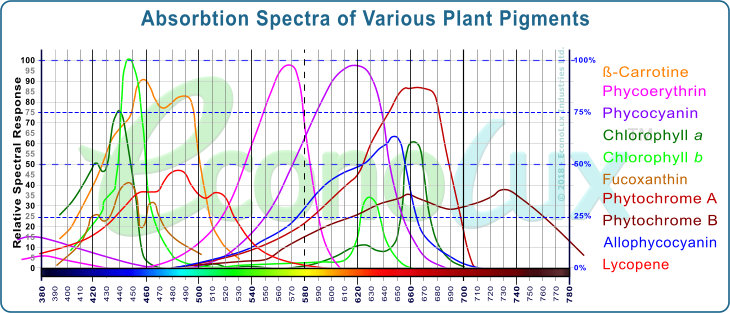 Absorption peaks of the major photosensitive substances in plants