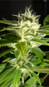 Medical Cannabis plant