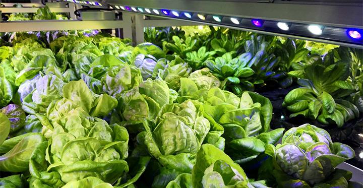 Vertical farm lettuce growing under EconoLux Lights